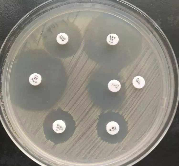 抑菌实验